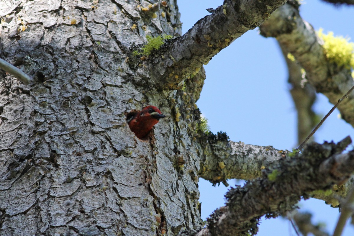 Red-breasted Sapsucker - ML22646961