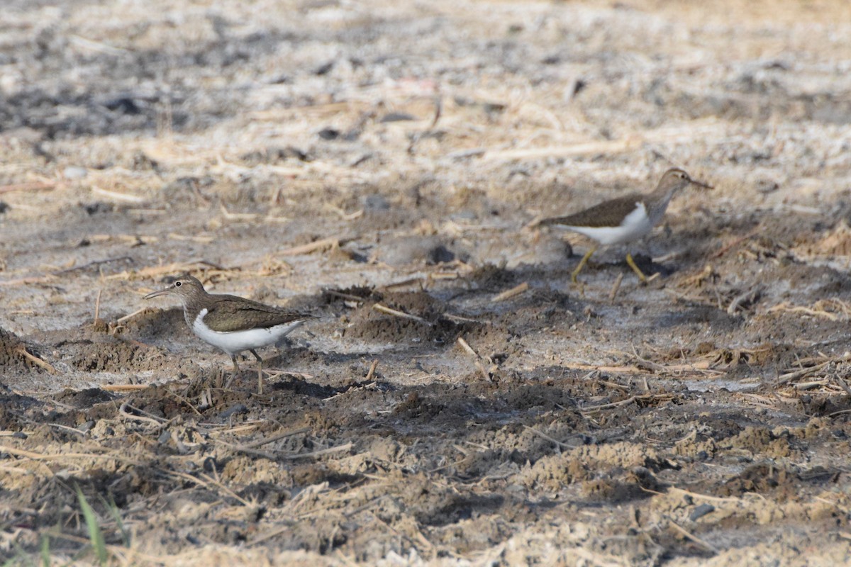 Common Sandpiper - ML226469911