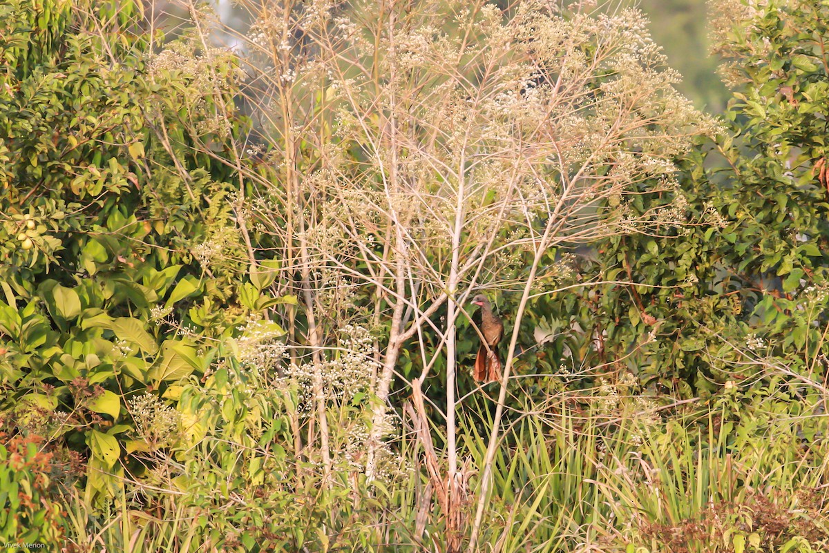 Colombian Chachalaca - Vivek Menon