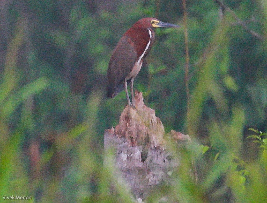 Rufescent Tiger-Heron - Vivek Menon