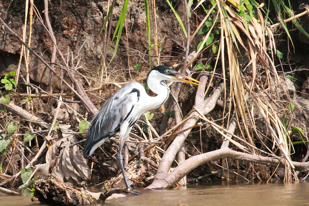 Cocoi Heron - Vivek Menon