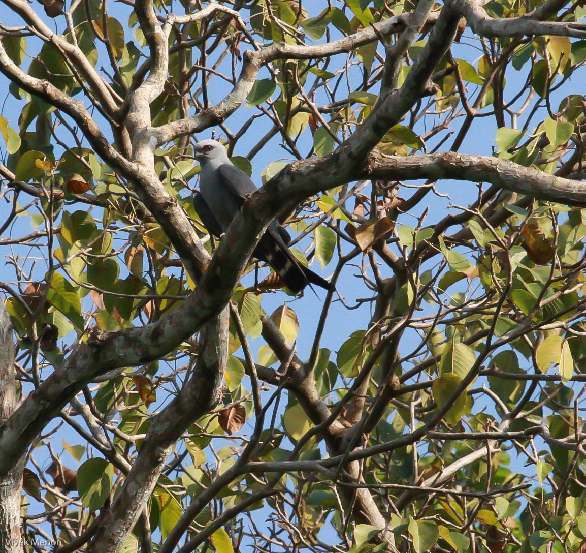 Plumbeous Kite - ML226470351