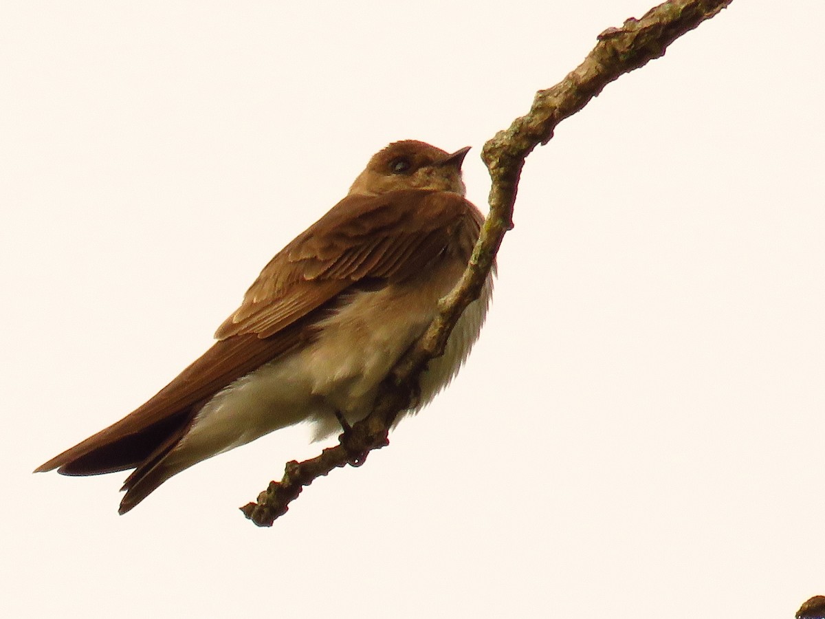 Northern Rough-winged Swallow - ML226470491