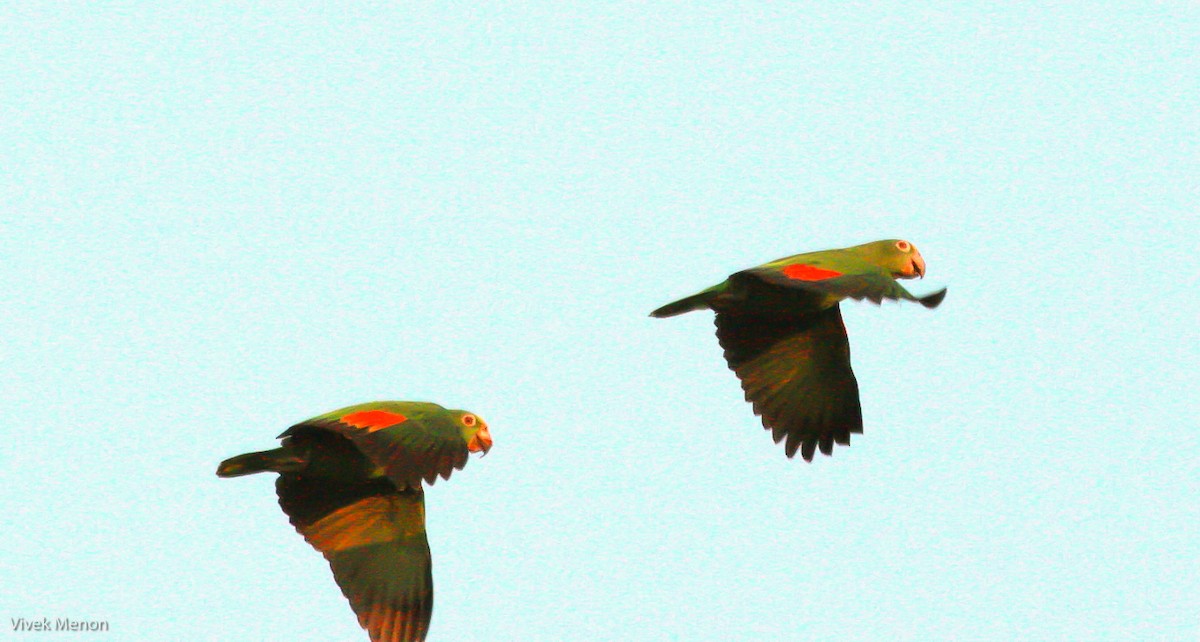 Yellow-crowned Parrot - Vivek Menon