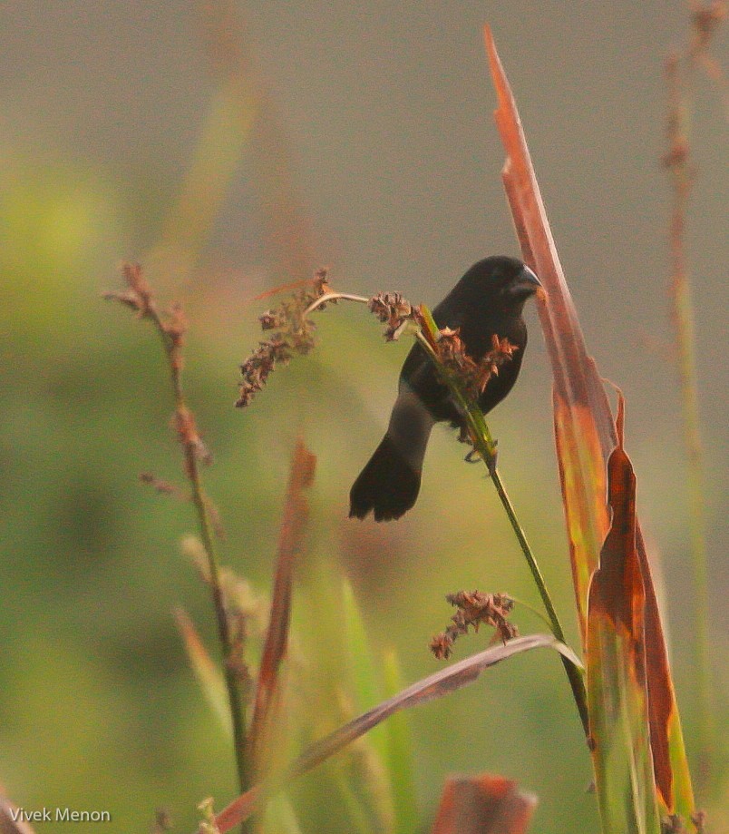 Thick-billed Seed-Finch - ML226470991