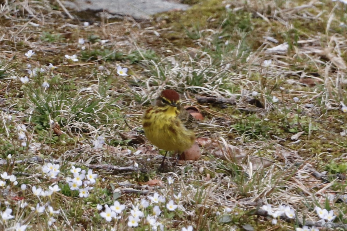 Palm Warbler (Yellow) - ML226471511