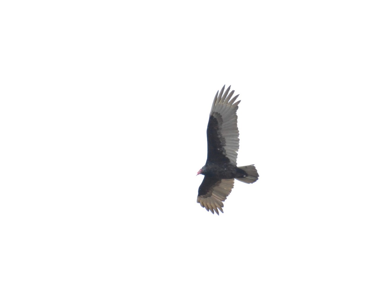 Turkey Vulture - ML226471751