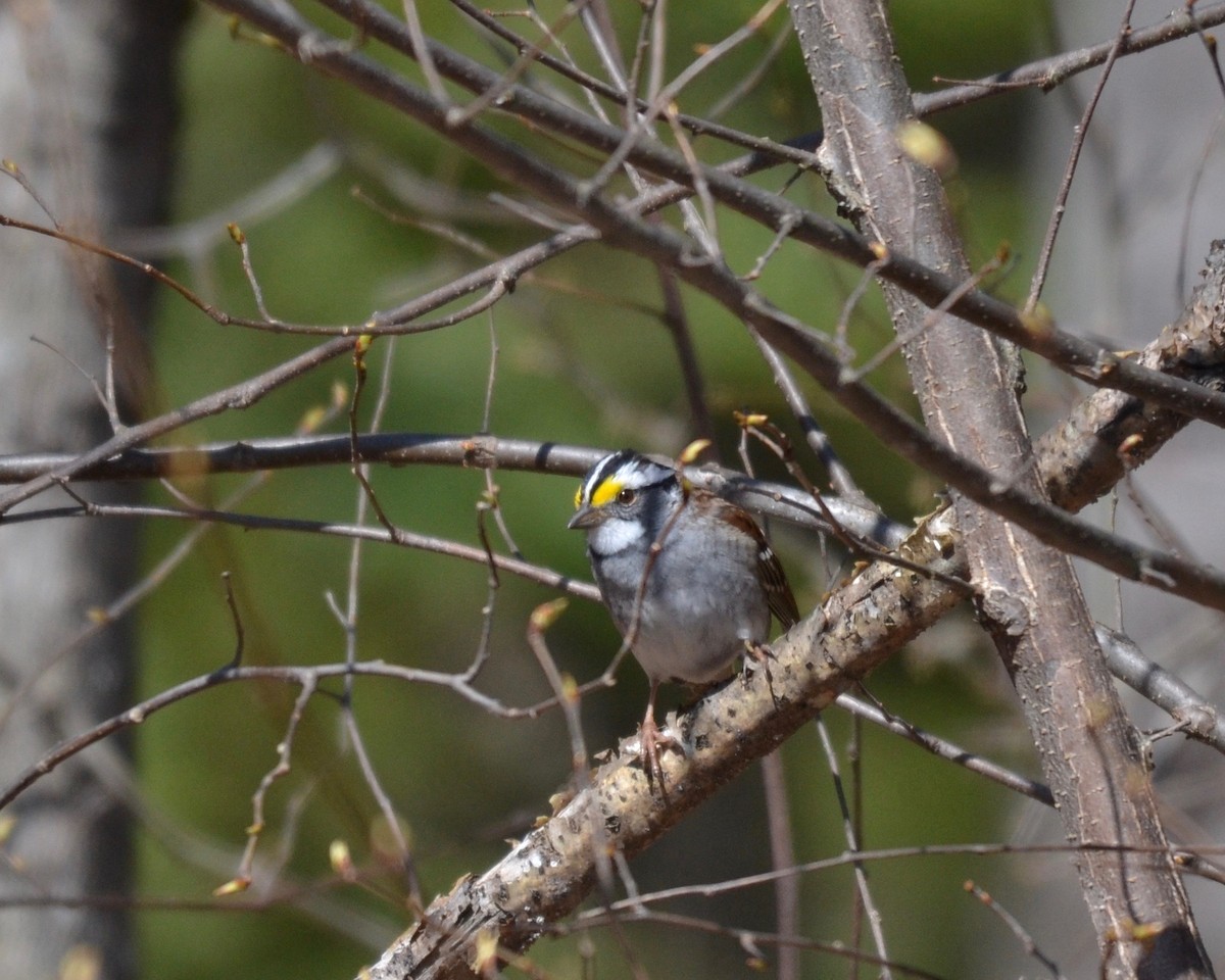 White-throated Sparrow - ML226472051