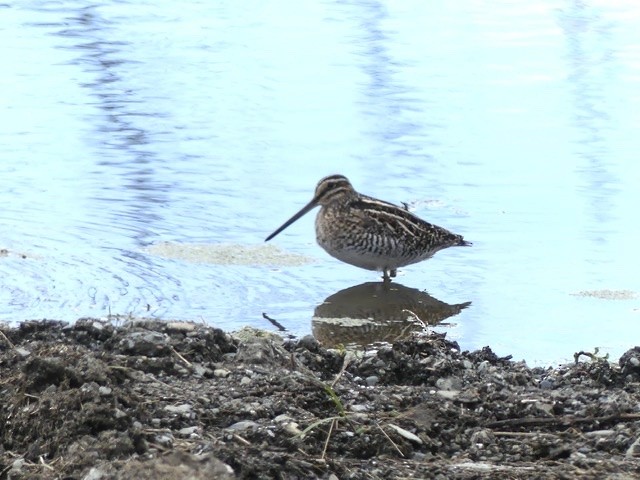 Wilson's Snipe - ML226474531