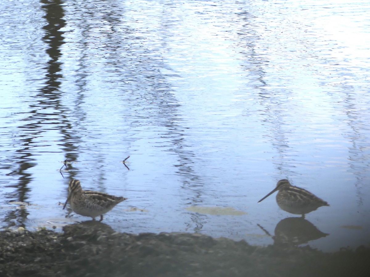 Wilson's Snipe - ML226474671