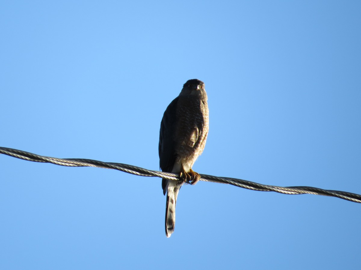 Cooper's Hawk - ML22647471