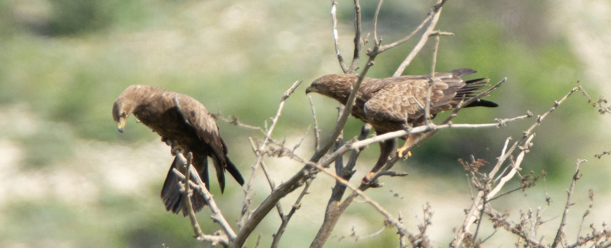 Lesser Spotted Eagle - ML226475991