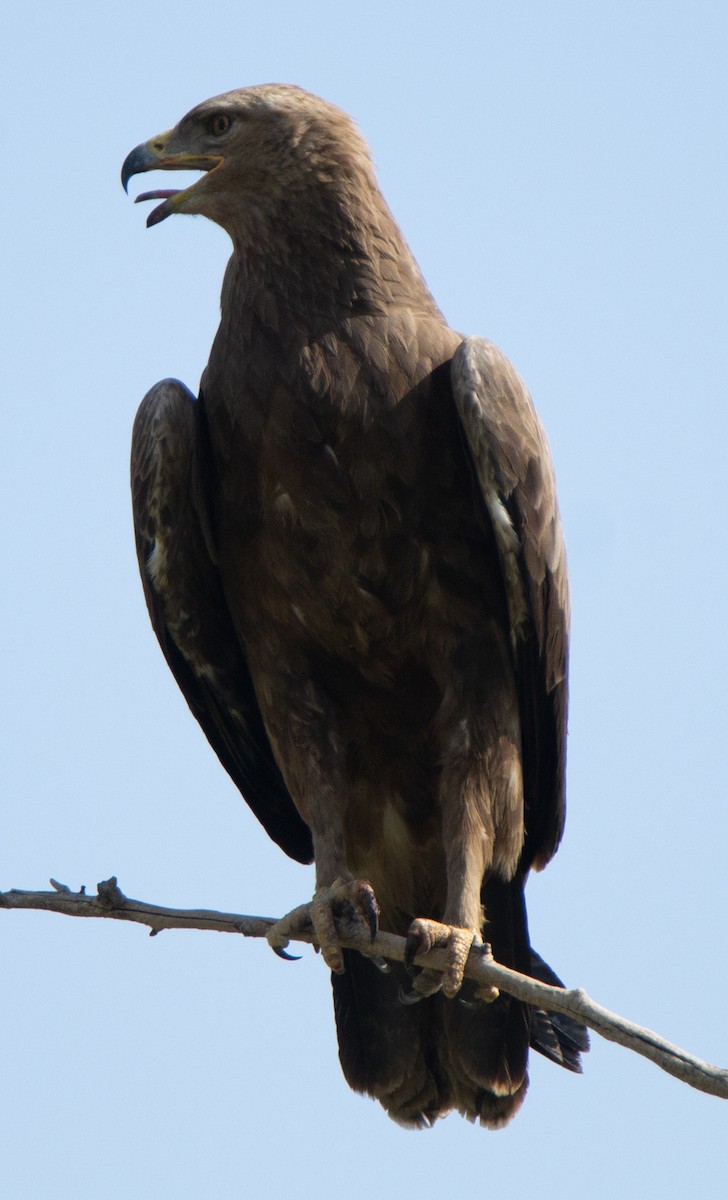 Lesser Spotted Eagle - ML226476061