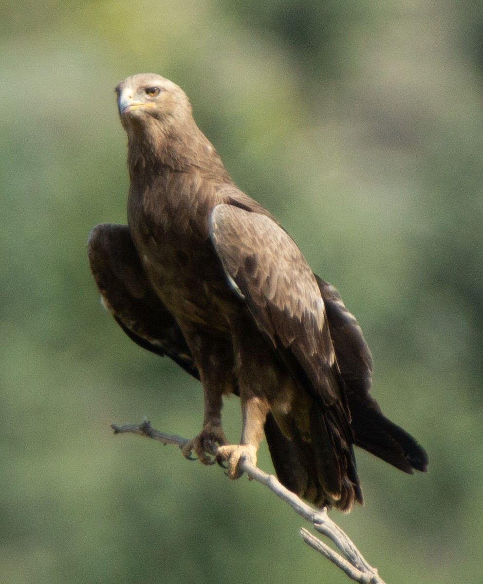 Lesser Spotted Eagle - ML226476211