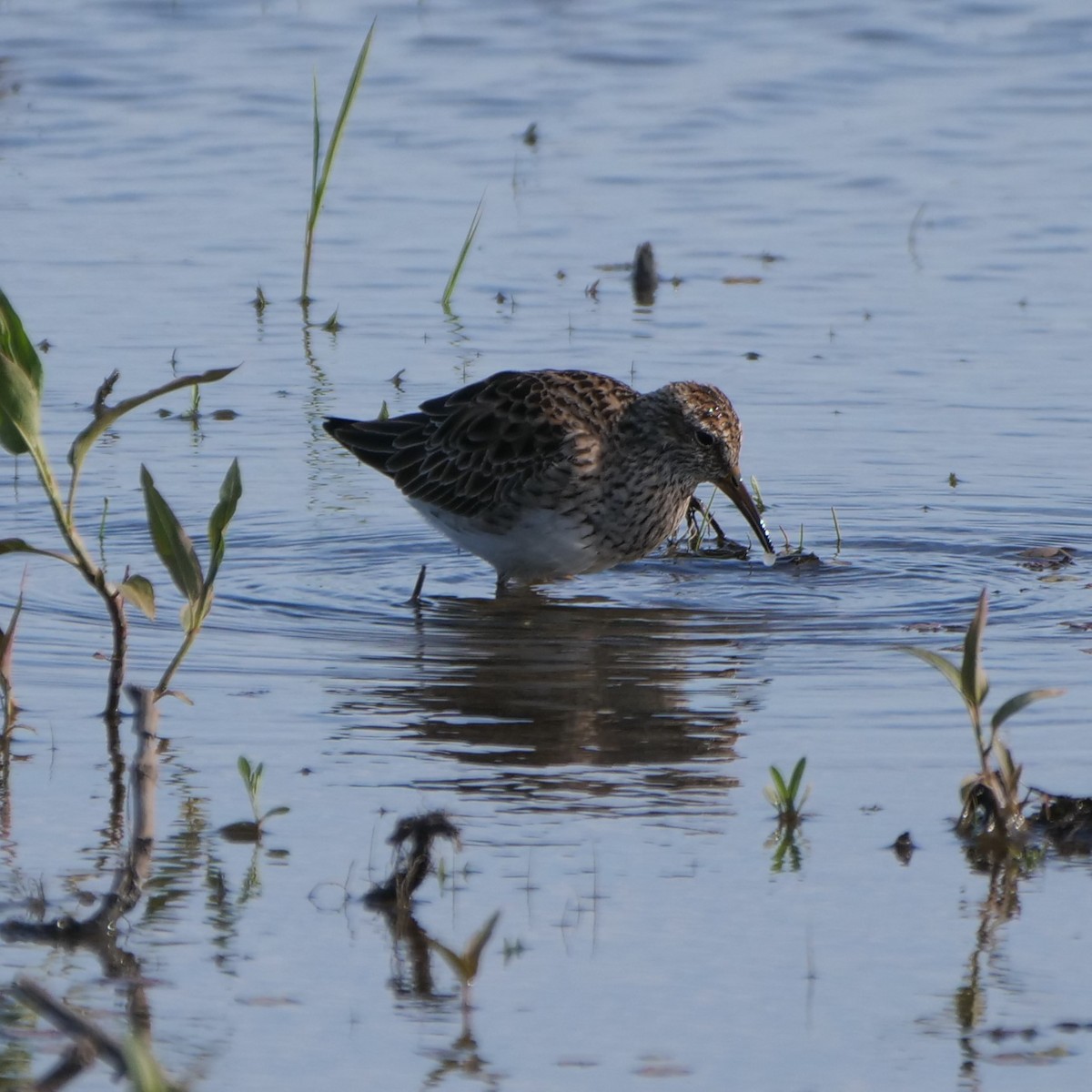 Pectoral Sandpiper - ML226477371