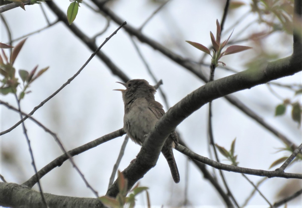 House Wren - Michael Bowen