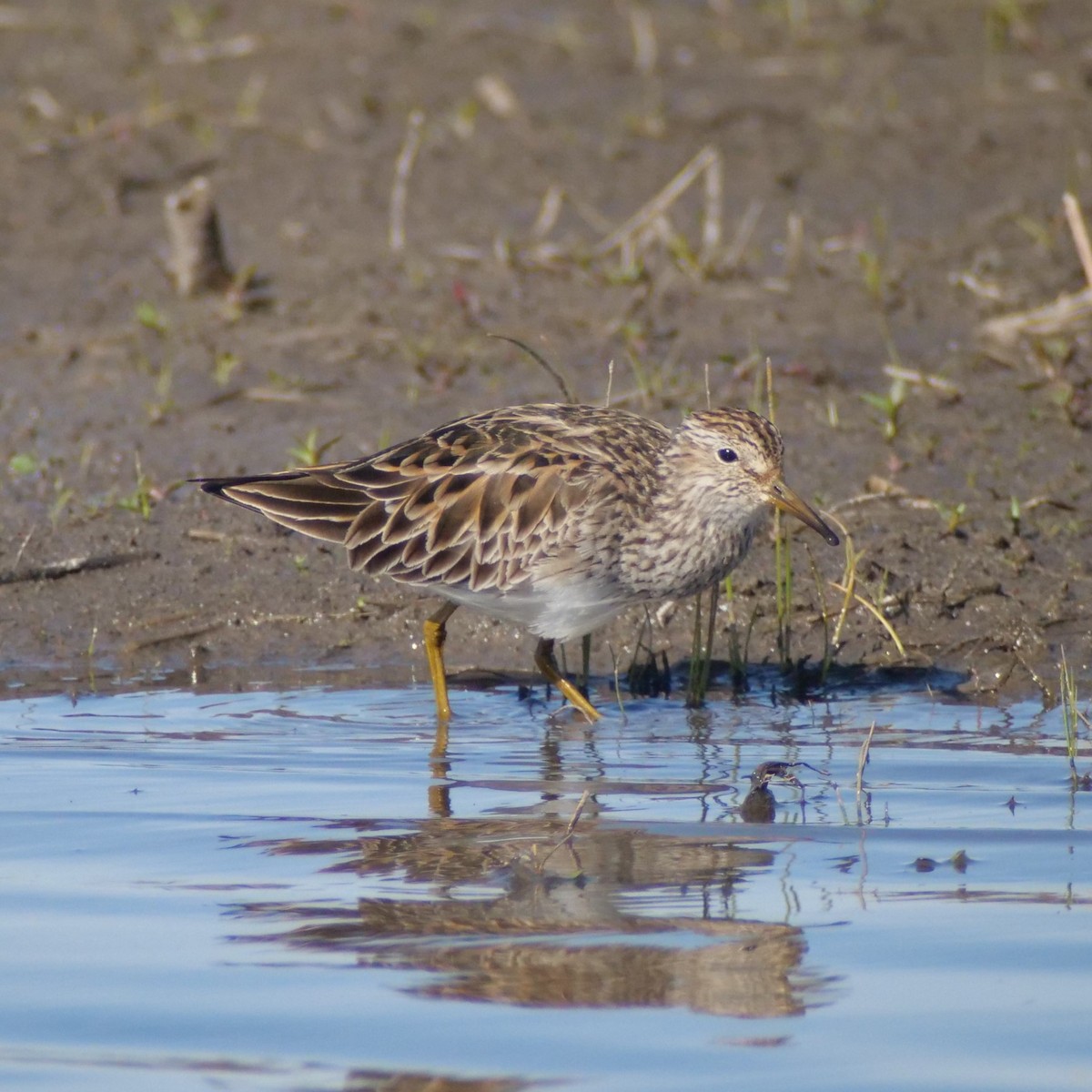 Pectoral Sandpiper - ML226481041