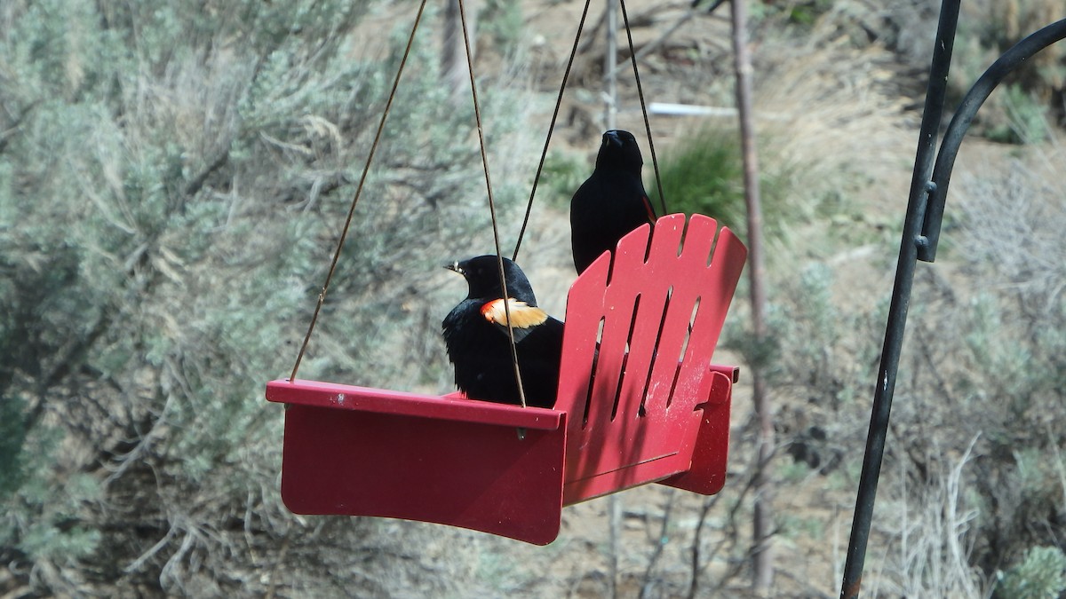 Red-winged Blackbird - ML226481481