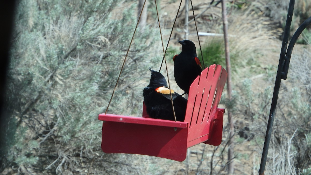 Red-winged Blackbird - ML226481501