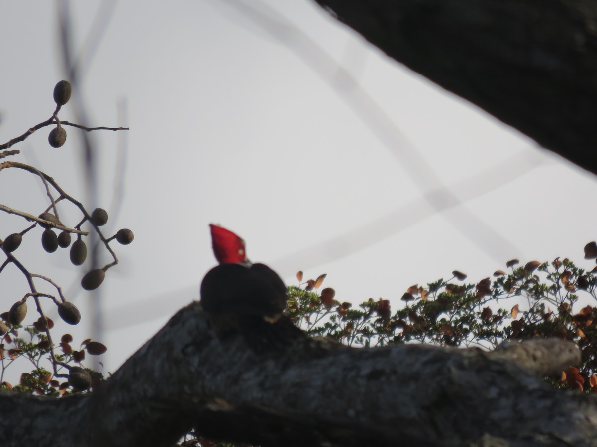 Crimson-crested Woodpecker - Fernando Angulo - CORBIDI