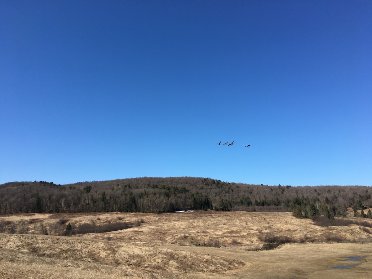 Sandhill Crane - ML226482951