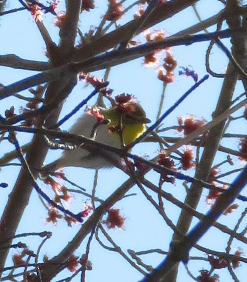 Yellow-throated Vireo - ML226482981