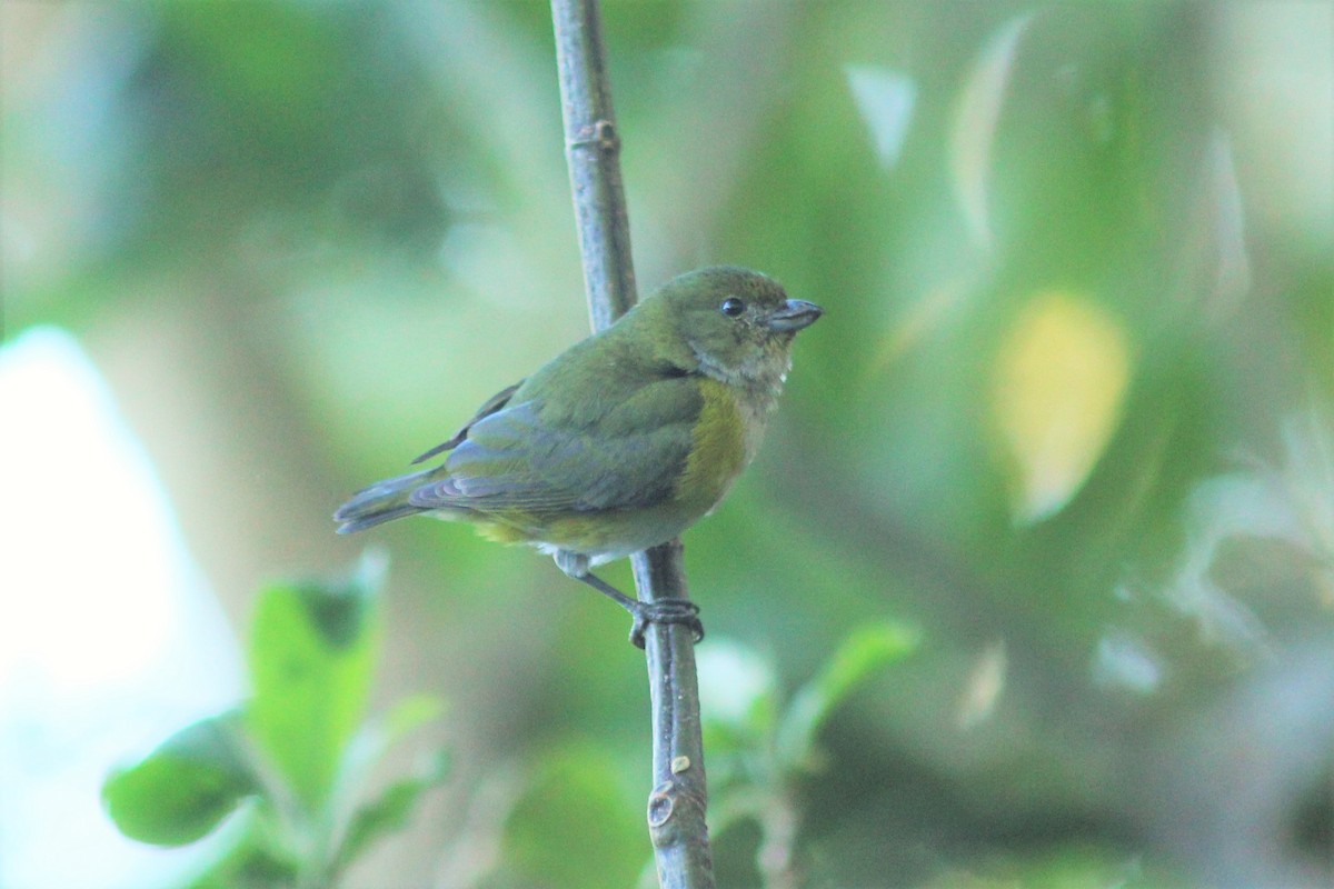 Yellow-throated Euphonia - Marie Rust