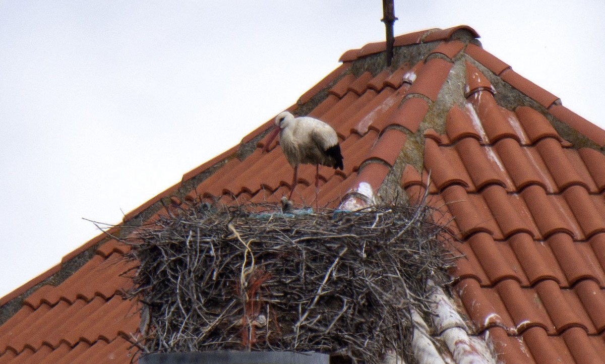 White Stork - ML226484391