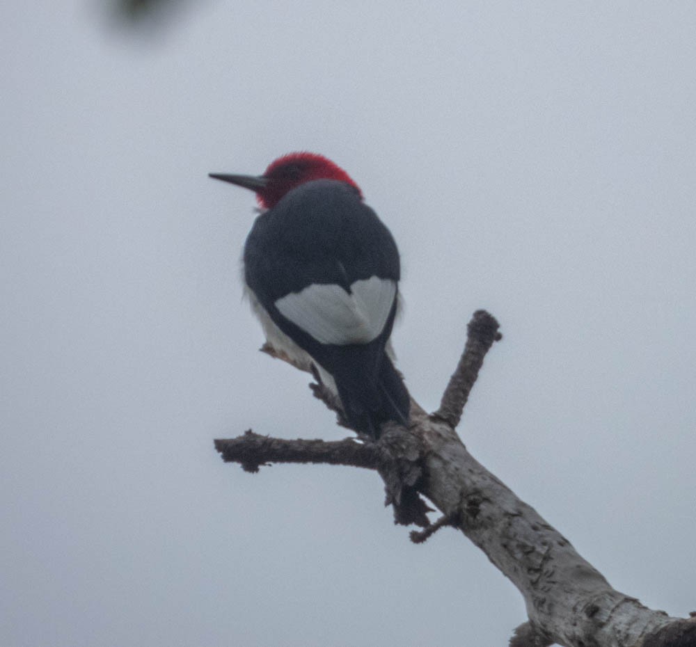 Red-headed Woodpecker - Don Bemont