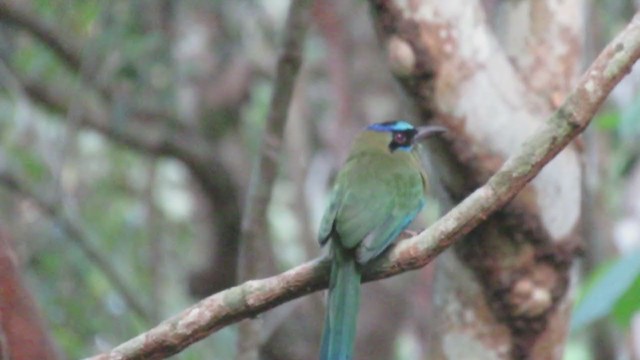 Motmot caraïbe - ML226486291