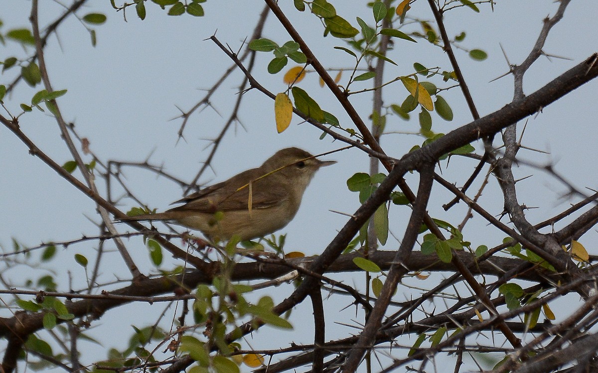 Booted/Sykes's Warbler - ML226486351