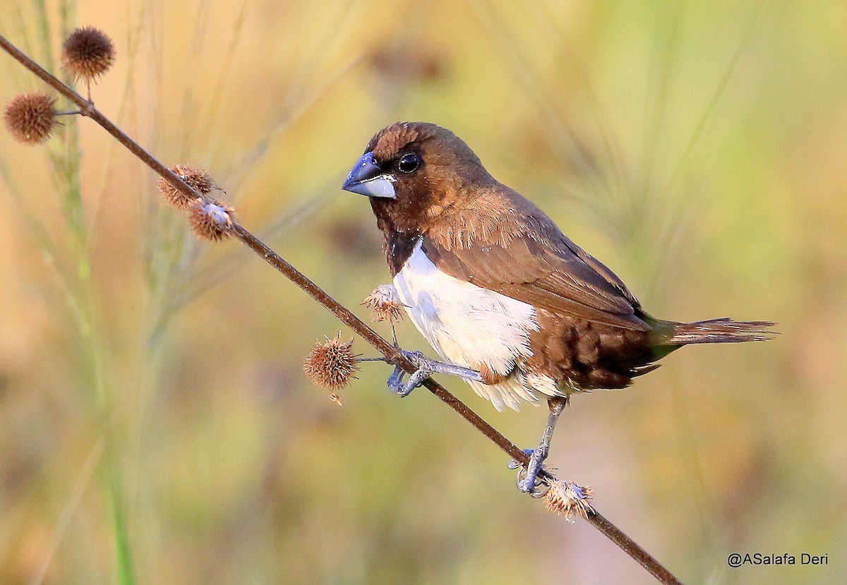 Javan Munia - ML226487901