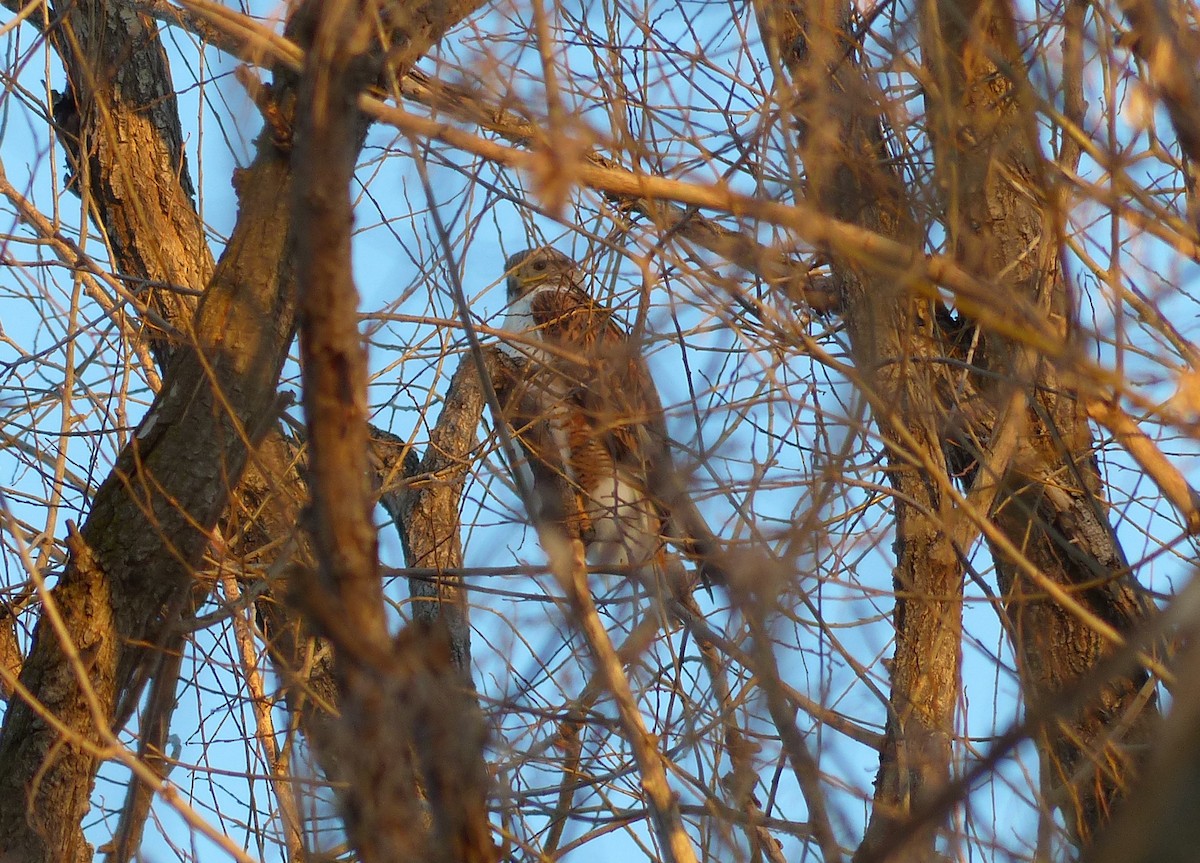 Ferruginous Hawk - ML22648841