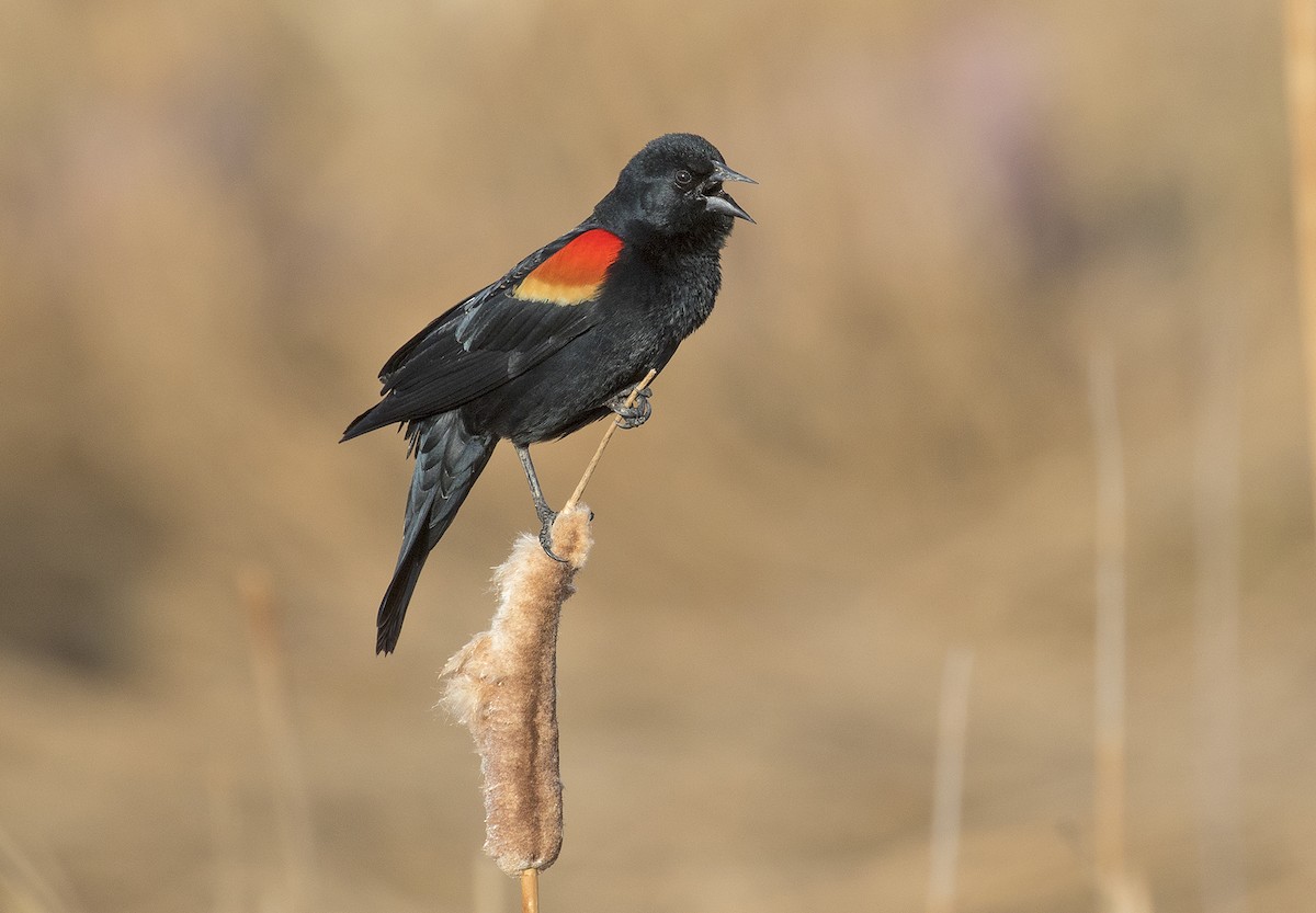 Red-winged Blackbird - ML226490561