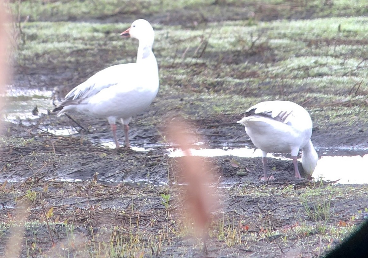 husa sněžní - ML226491001