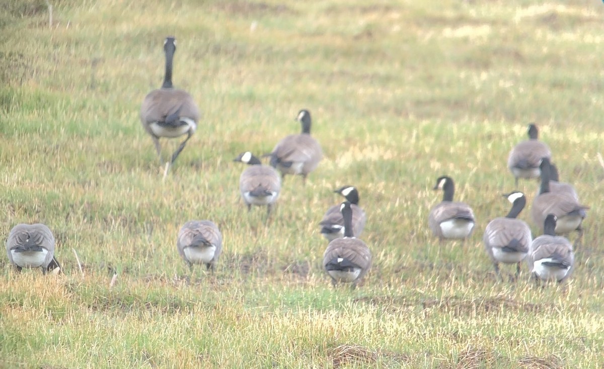 berneška malá - ML226491111