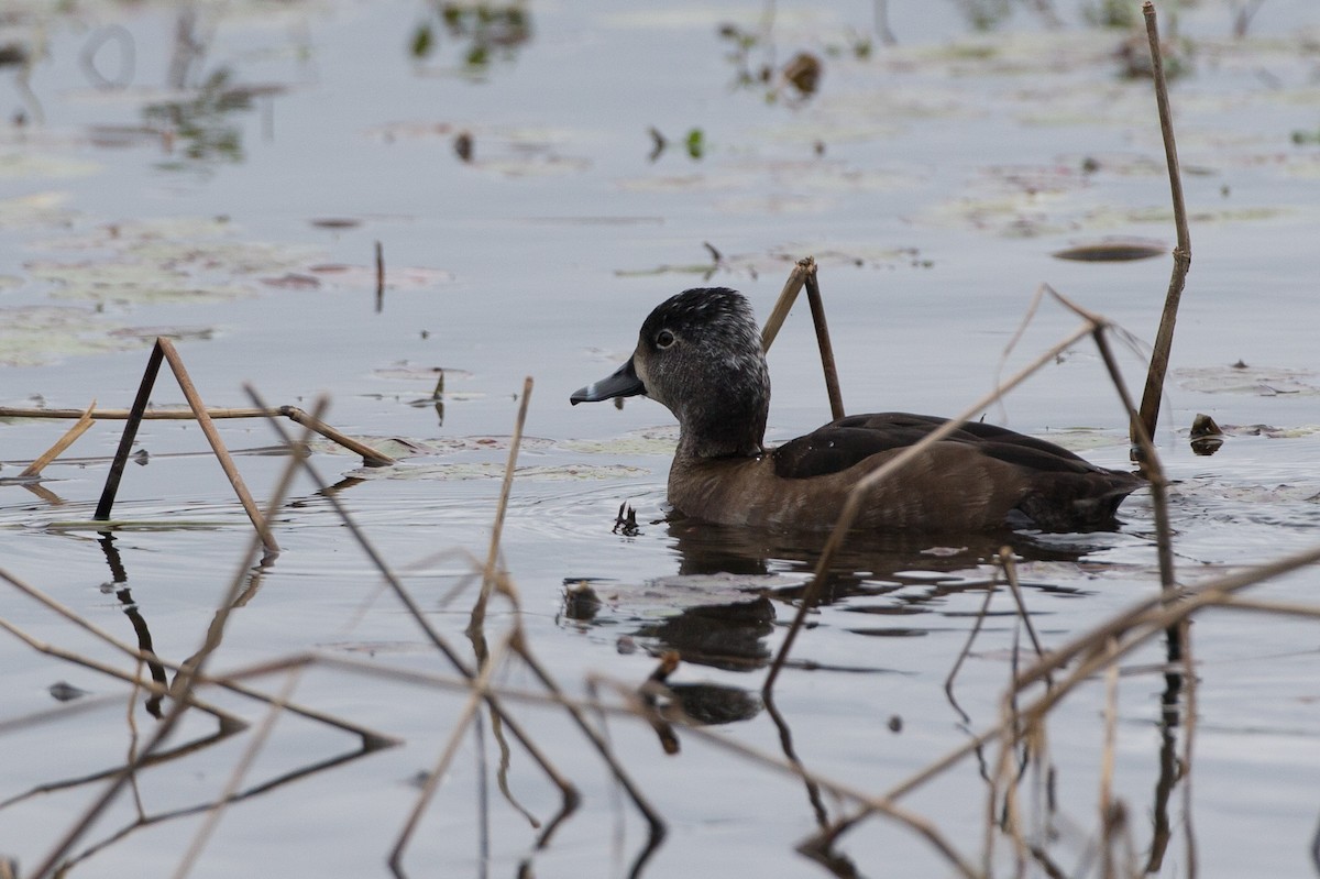 Ring-necked Duck - ML22649131