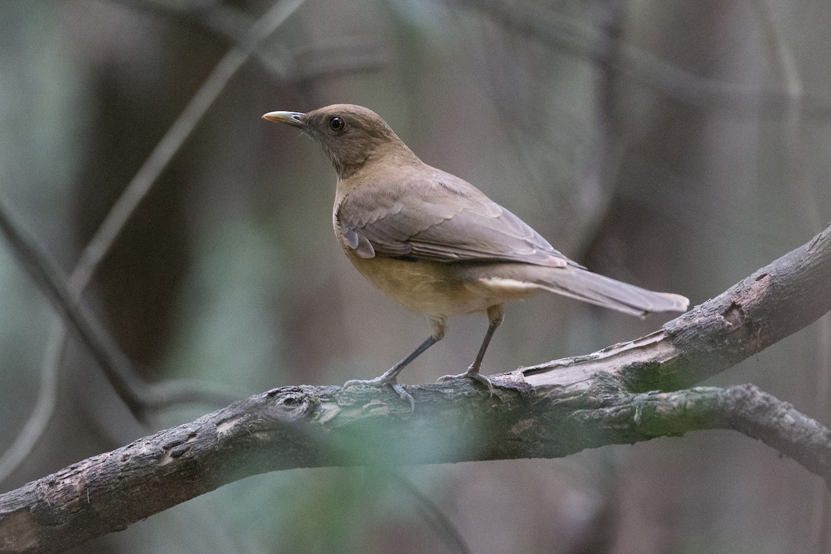 Clay-colored Thrush - ML22649141