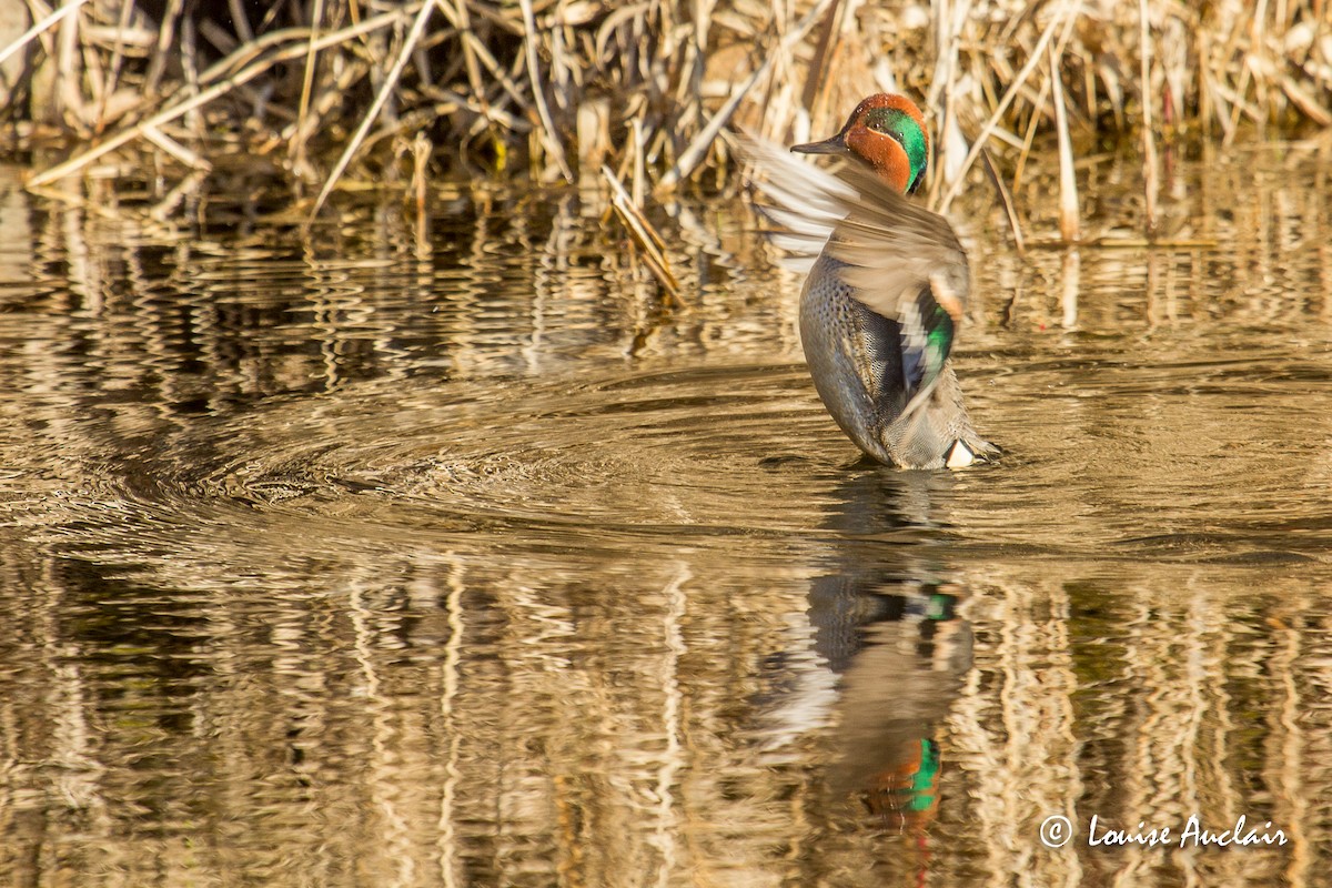 Green-winged Teal - Louise Auclair