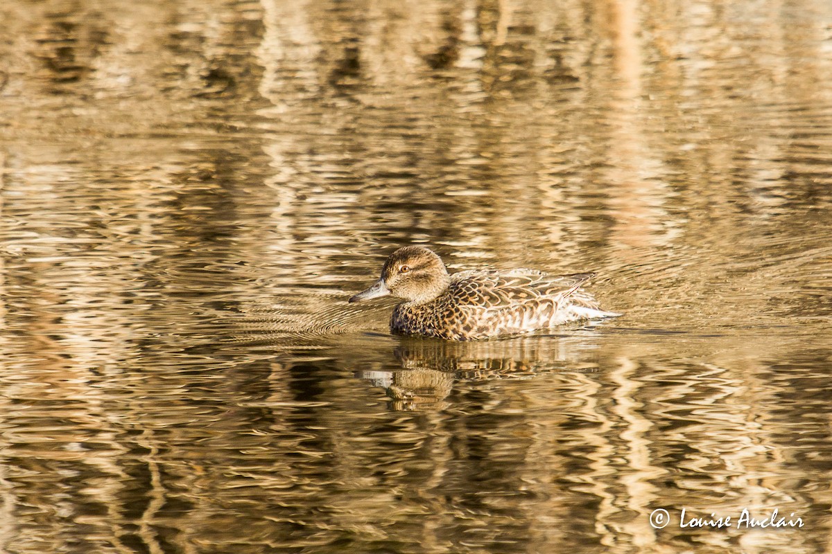 Green-winged Teal - Louise Auclair