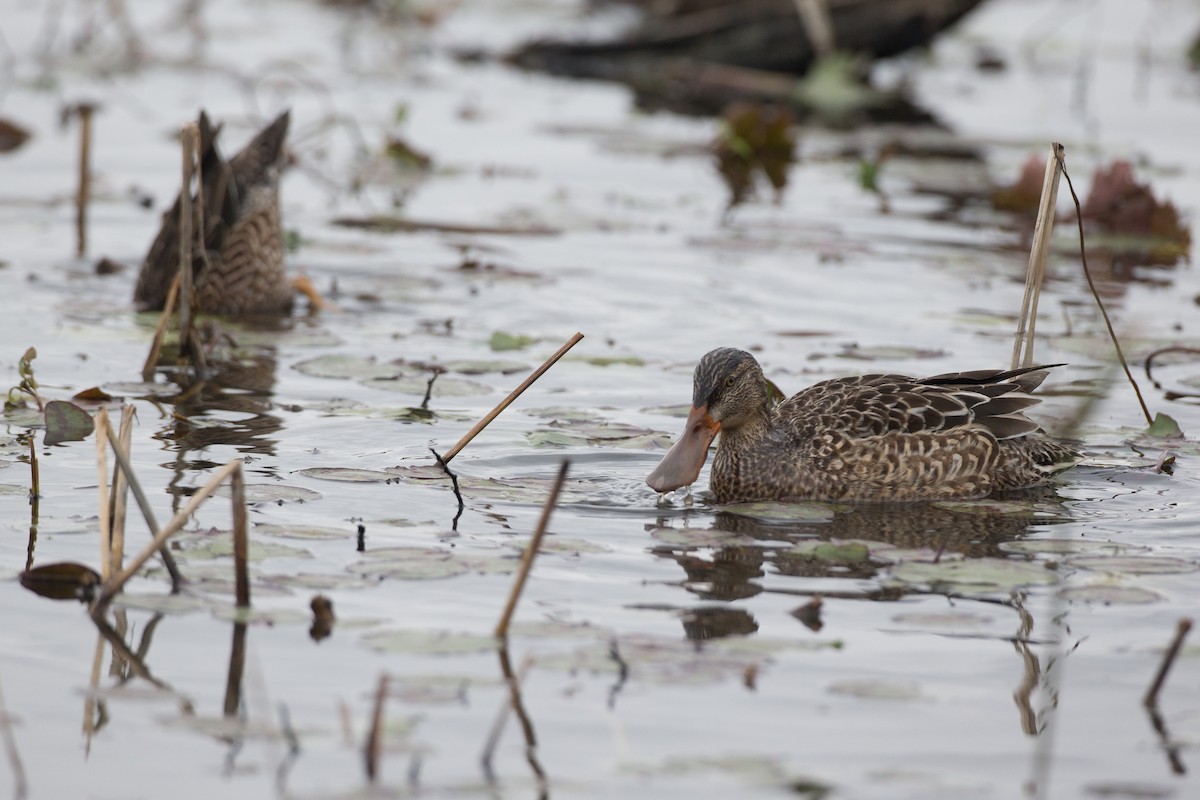 Northern Shoveler - Chris Wood