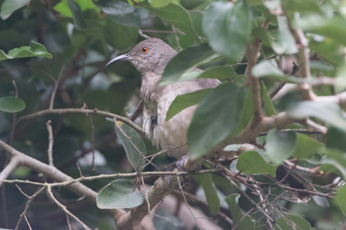 Curve-billed Thrasher - Chris Wood