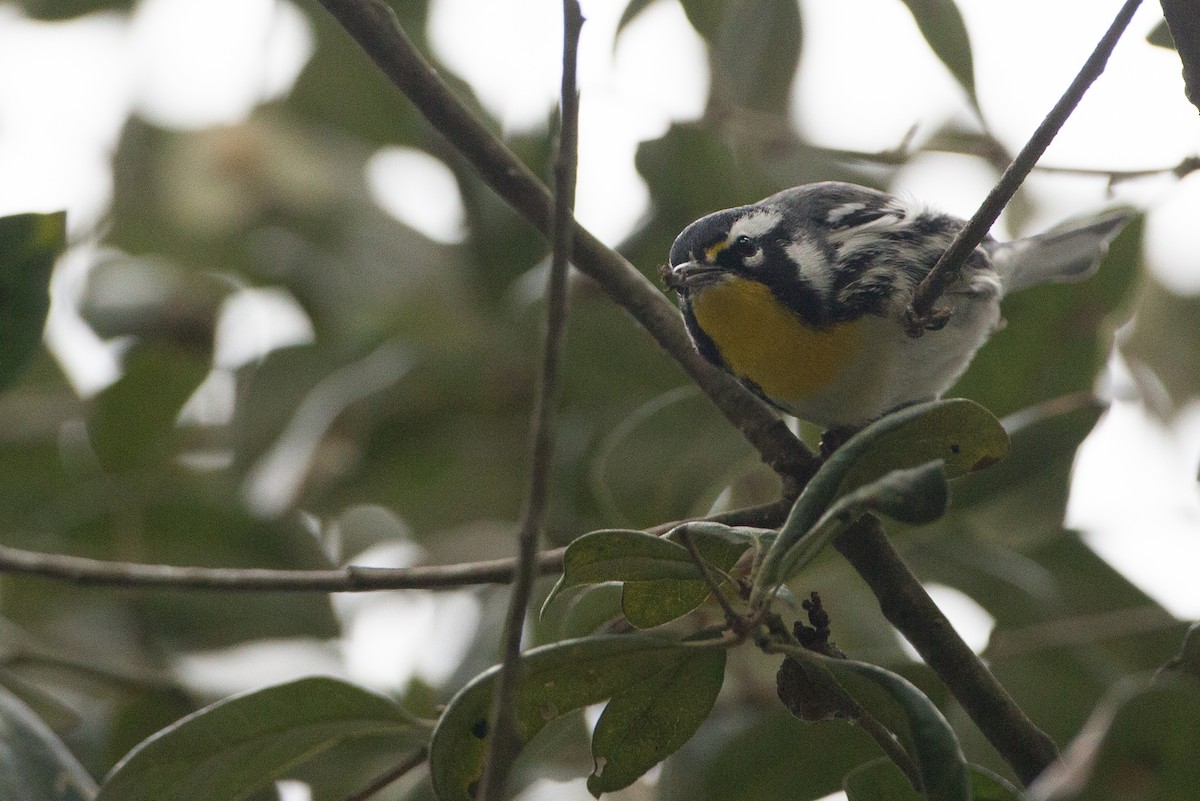 Yellow-throated Warbler - Chris Wood