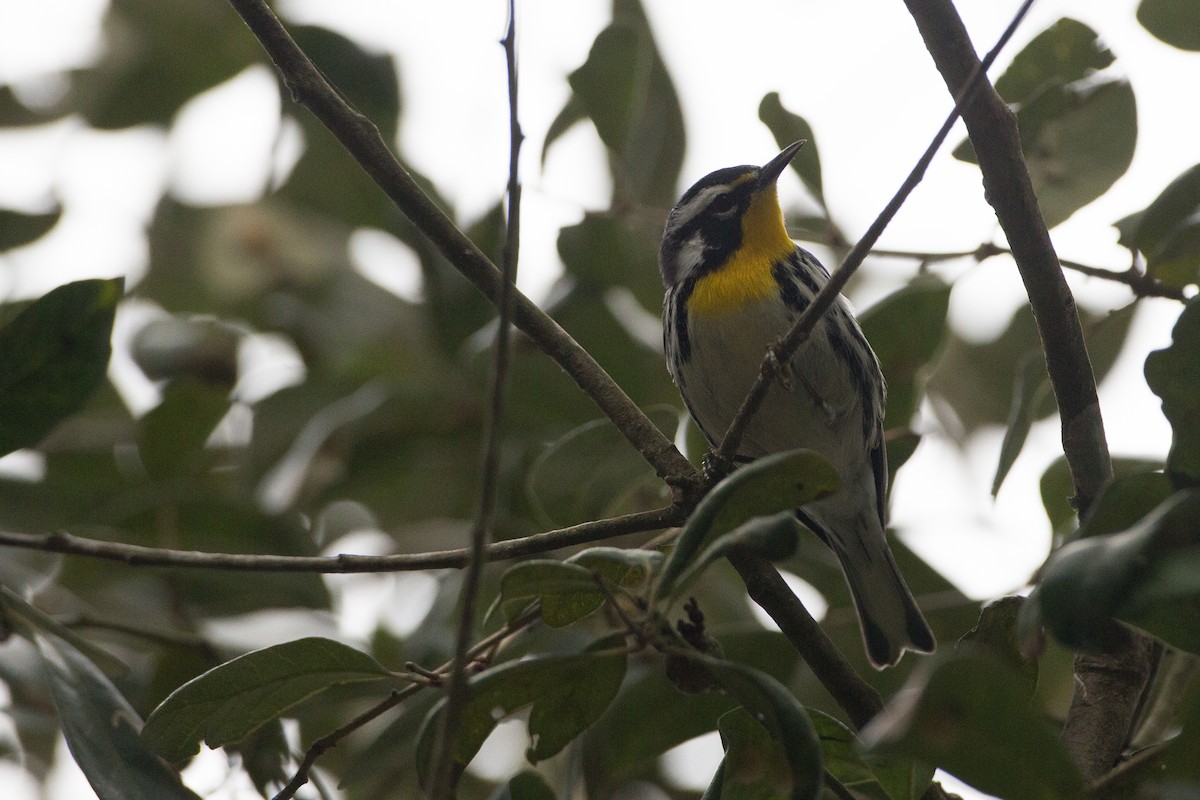 Yellow-throated Warbler - ML22649271