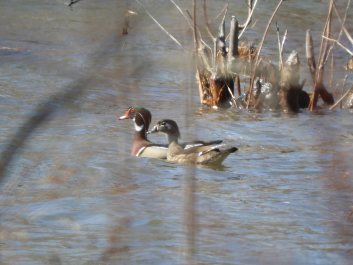 Wood Duck - ML226493271