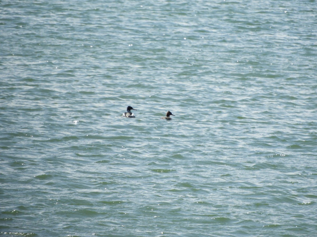 Red-breasted Merganser - ML226493571