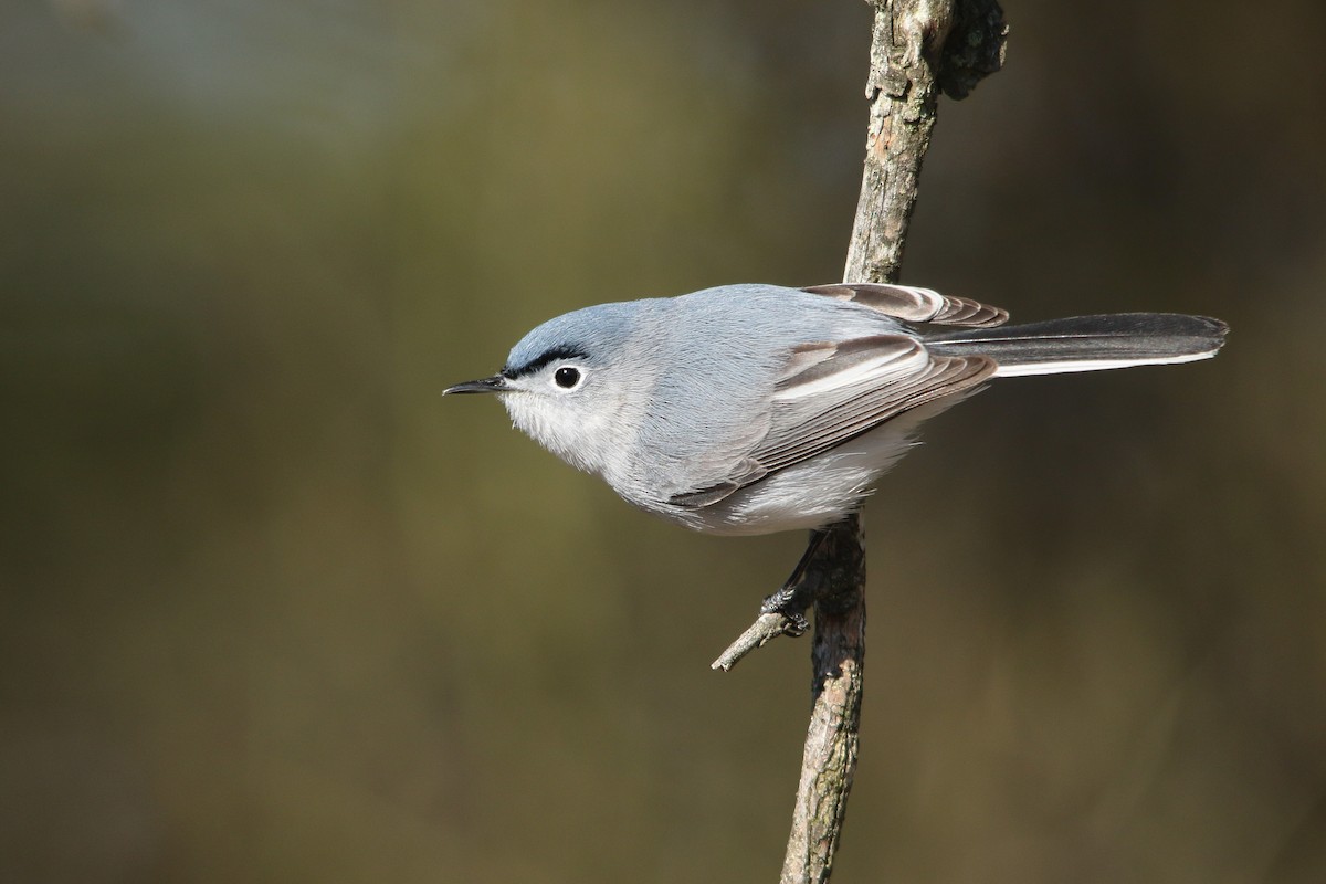 Blue-gray Gnatcatcher - Kojo Baidoo