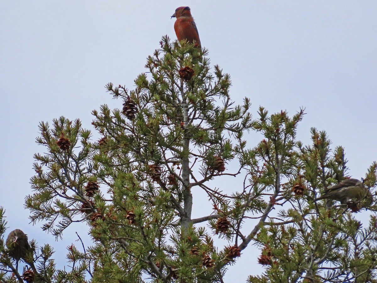 Red Crossbill (Ponderosa Pine or type 2) - ML226495301