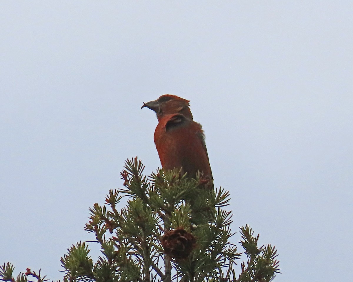 Red Crossbill (Ponderosa Pine or type 2) - ML226495621