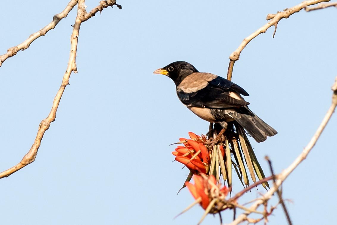 粉紅椋鳥 - ML226495881